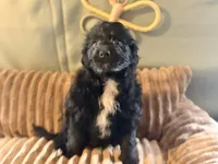 Bran, a male Miniature Aussiedoodle for sale in Glencoe, KY – Photo 2 of 6