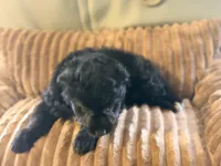 Bran, a male Miniature Aussiedoodle for sale in Glencoe, KY – Photo 3 of 6