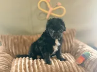 Bran, a male Miniature Aussiedoodle for sale in Glencoe, KY – Photo 4 of 6