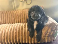 Bran, a male Miniature Aussiedoodle for sale in Glencoe, KY – Photo 1 of 6