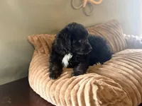 Bran, a male Miniature Aussiedoodle for sale in Glencoe, KY – Photo 5 of 6