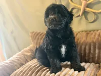 Benny , a male Miniature Aussiedoodle for sale in Glencoe, KY – Photo 1 of 6