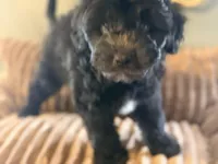 Benny , a male Miniature Aussiedoodle for sale in Glencoe, KY – Photo 3 of 6