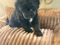 Benny , a male Miniature Aussiedoodle for sale in Glencoe, KY – Photo 5 of 6