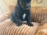 Benny , a male Miniature Aussiedoodle for sale in Glencoe, KY – Photo 4 of 6