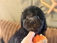 Benny , a male Miniature Aussiedoodle for sale in Glencoe, KY – Photo 2 of 6