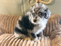 Benjamin , a male Miniature Aussiedoodle for sale in Glencoe, KY – Photo 1 of 4