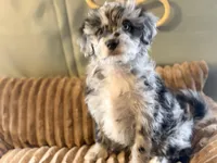 Benjamin , a male Miniature Aussiedoodle for sale in Glencoe, KY – Photo 3 of 4