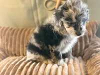 Benjamin , a male Miniature Aussiedoodle for sale in Glencoe, KY – Photo 4 of 4