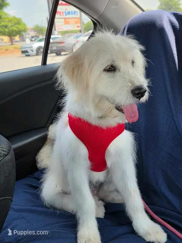 Lilo – Great Pyrenees, Goldendoodle puppy for sale in Eastman, GA