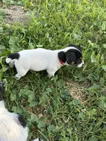 Red, a female Jack Russell Terrier for sale in Newman, CA – 4 of 5