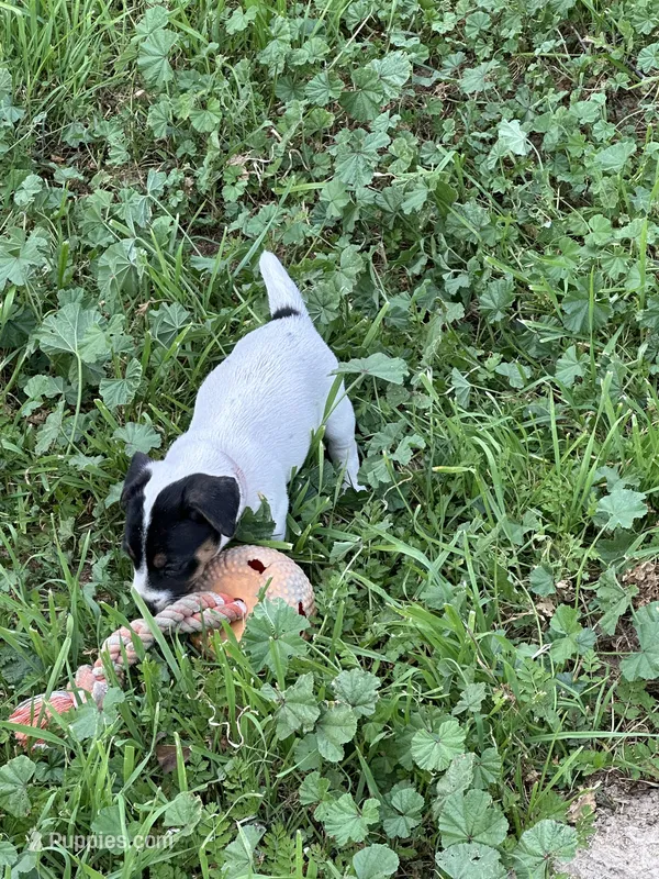 Pink – Jack Russell Terrier puppy for sale in Newman, CA