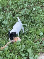 Pink, a female Jack Russell Terrier for sale in Newman, CA – 1 of 3