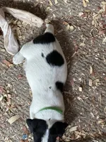 Shooter, a male Jack Russell Terrier for sale in Newman, CA – 2 of 3