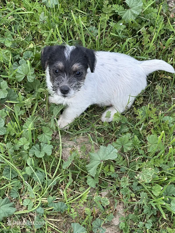 Baby blue – Jack Russell Terrier puppy for sale in Newman, CA