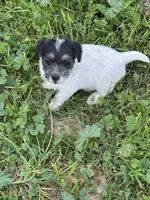 Baby blue, a female Jack Russell Terrier for sale in Newman, CA – 1 of 3