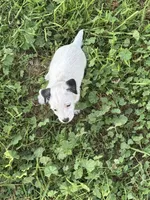 Tips, a female Jack Russell Terrier for sale in Newman, CA – 3 of 4