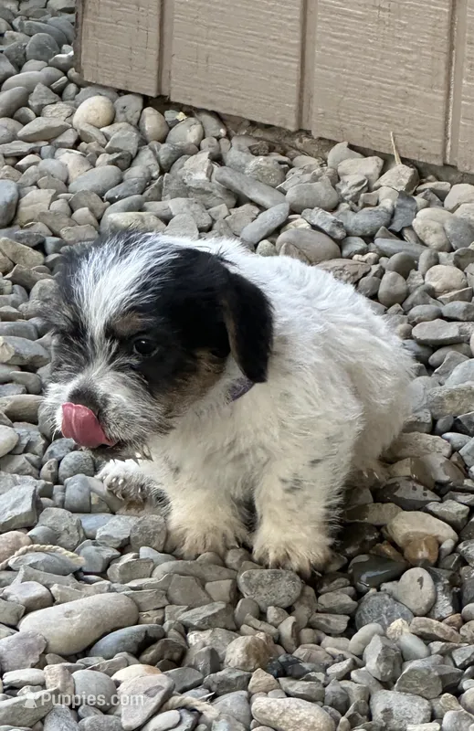 Purple – Jack Russell Terrier puppy for sale in Newman, CA