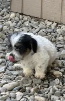 Purple, a female Jack Russell Terrier for sale in Newman, CA – 1 of 4