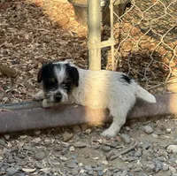 Purple, a female Jack Russell Terrier for sale in Newman, CA – 3 of 4