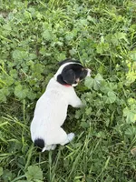 Red, a female Jack Russell Terrier for sale in Newman, CA – 5 of 5