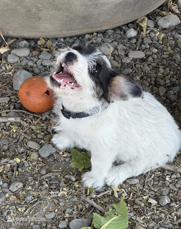 Tito – Jack Russell Terrier puppy for sale in Newman, CA