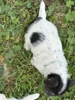 Baby blue, a female Jack Russell Terrier for sale in Newman, CA – 2 of 3