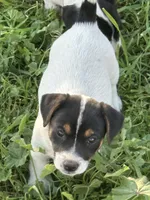 Red, a female Jack Russell Terrier for sale in Newman, CA – 2 of 5