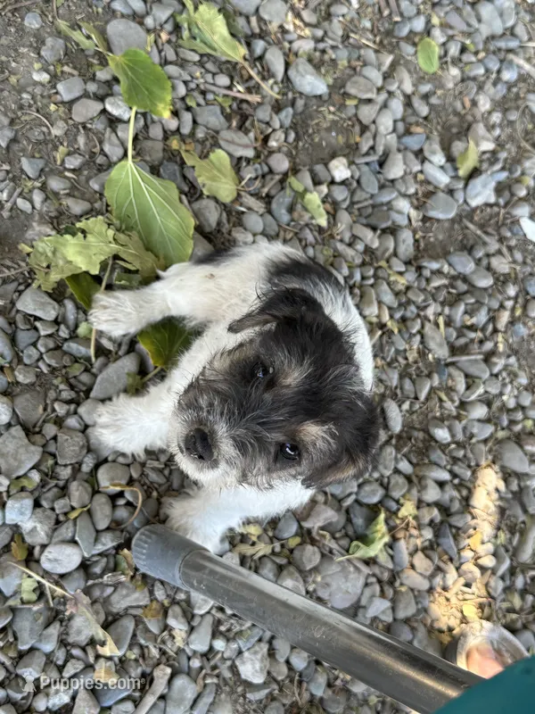 Baby blue – Jack Russell Terrier puppy for sale in Newman, CA
