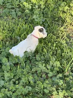 Tips, a female Jack Russell Terrier for sale in Newman, CA – 4 of 4