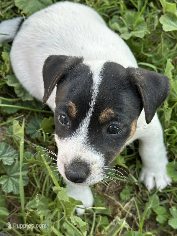 Red – Jack Russell Terrier puppy for sale in Newman, CA