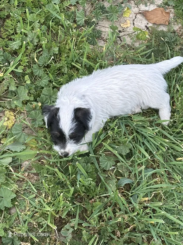Tito – Jack Russell Terrier puppy for sale in Newman, CA