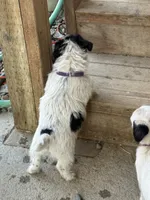 Purple, a female Jack Russell Terrier for sale in Newman, CA – 4 of 4