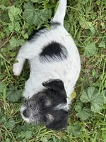 Baby blue, a female Jack Russell Terrier for sale in Newman, CA – 3 of 3