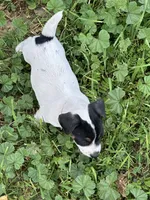 Pink, a female Jack Russell Terrier for sale in Newman, CA – 2 of 3