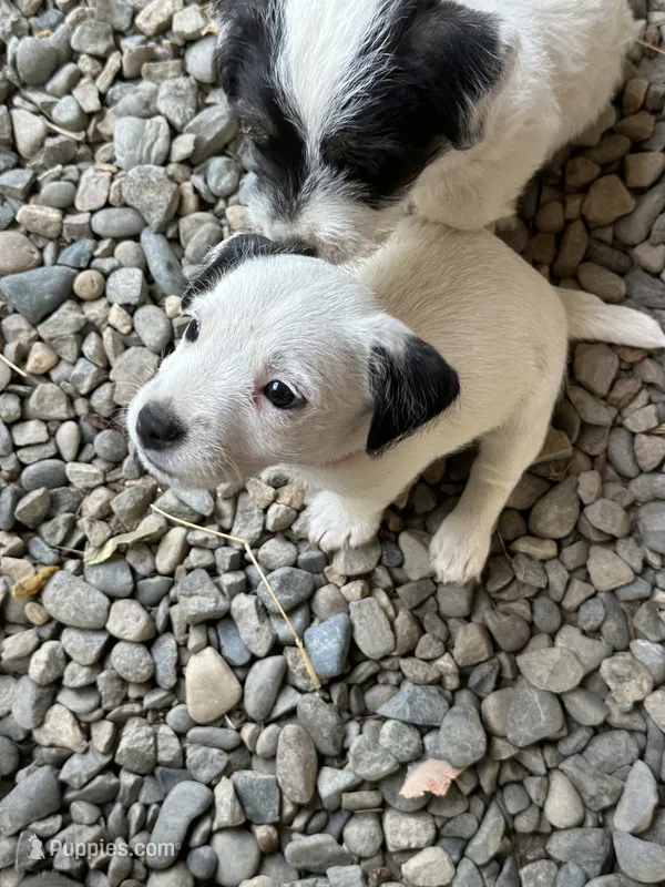 Tips – Jack Russell Terrier puppy for sale in Newman, CA