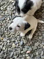 Tips, a female Jack Russell Terrier for sale in Newman, CA – 1 of 4