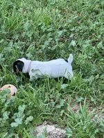 Pink, a female Jack Russell Terrier for sale in Newman, CA – 3 of 3