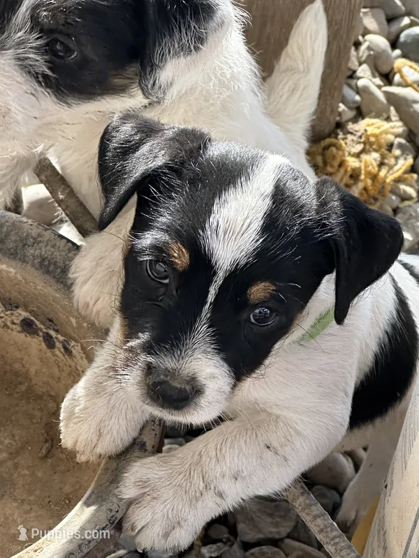 Shooter – Jack Russell Terrier puppy for sale in Newman, CA