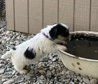 Purple, a female Jack Russell Terrier for sale in Newman, CA – 2 of 4
