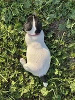 Red, a female Jack Russell Terrier for sale in Newman, CA – 3 of 5