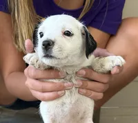 Tips, a female Jack Russell Terrier for sale in Newman, CA – 2 of 4