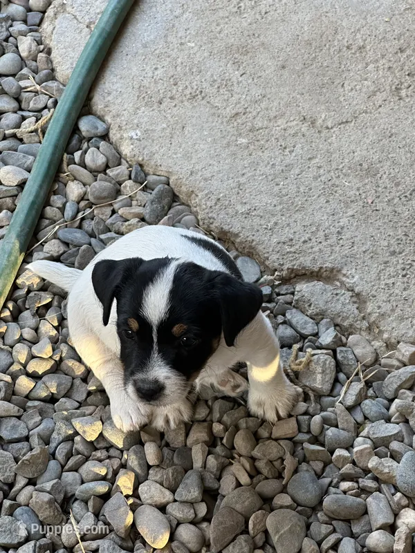 Shooter – Jack Russell Terrier puppy for sale in Newman, CA