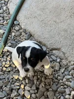 Shooter, a male Jack Russell Terrier for sale in Newman, CA – 1 of 3