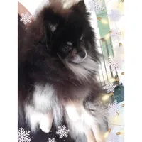AKC STUD, a male Pomeranian for sale in Apple Valley, CA – 1 of 4
