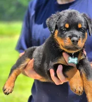 Hermes , a male Rottweiler for sale in Fort Lauderdale, FL – 1 of 2