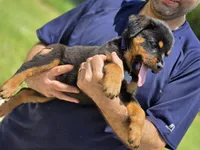 Phoebe , a female Rottweiler for sale in Fort Lauderdale, FL – 4 of 10