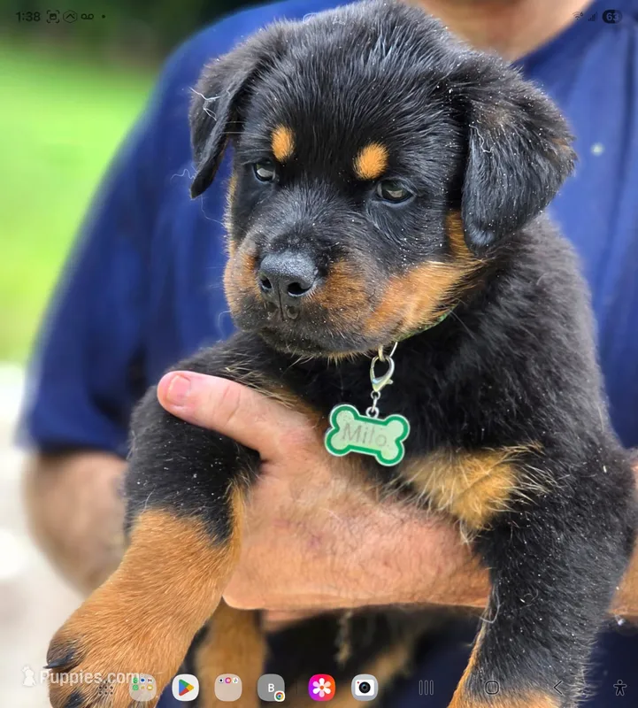 Milo – Rottweiler puppy for sale in Fort Lauderdale, FL