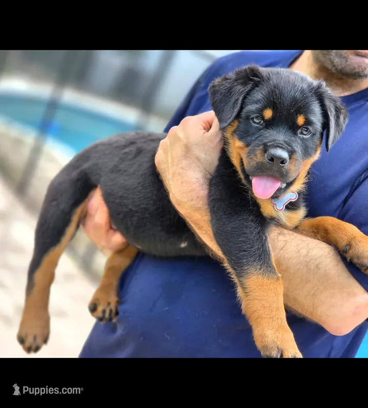 Rocky – Rottweiler puppy for sale in Fort Lauderdale, FL