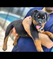 Rocky, a male Rottweiler for sale in Fort Lauderdale, FL – 1 of 4